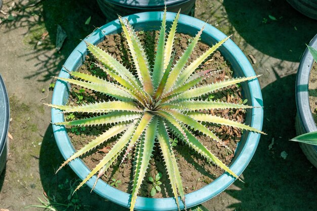 Photo dyckia sawblade in a pot top view