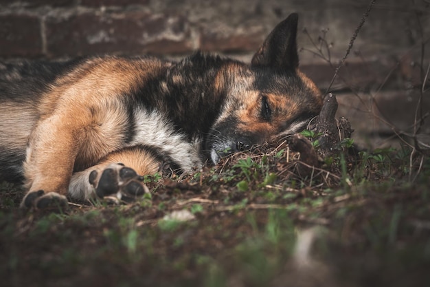 죽어가는 개는 슬프고 외로운 버려진 동물 개념 배경 사진의 추운 땅에 누워 있습니다.