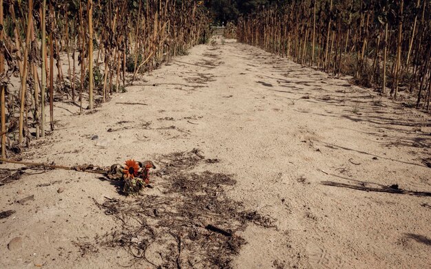 Foto un campo di girasoli morente in un'estate asciutta