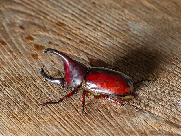 Dynastinae - Rhinoceros Beetle - Rhinoceros beetles