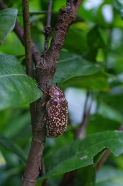 Photo dynastinae walking on the branches