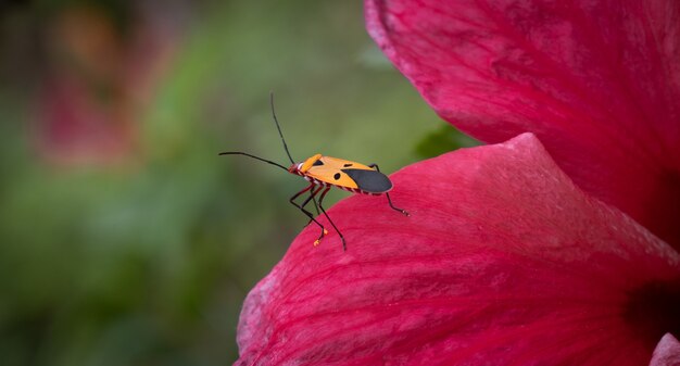 Photo dysdercus cingulatus fabricius sitting on red hibuscus flower, close-up