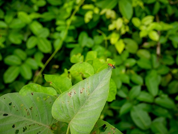 Dysdercus cingulatus, сидящий на листьях