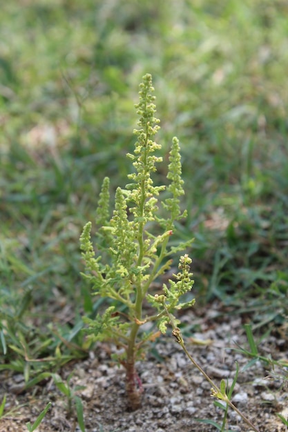 ディスファニア・ボトリス (Dysphania botrys) はグースフット (Goosefoot) またはペアド・ゲラニウム (Feathered Geranium) と呼ばれています