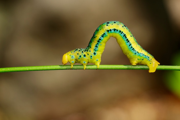 Foto dysphania militaris-rupsband op aardachtergrond. insect dier.