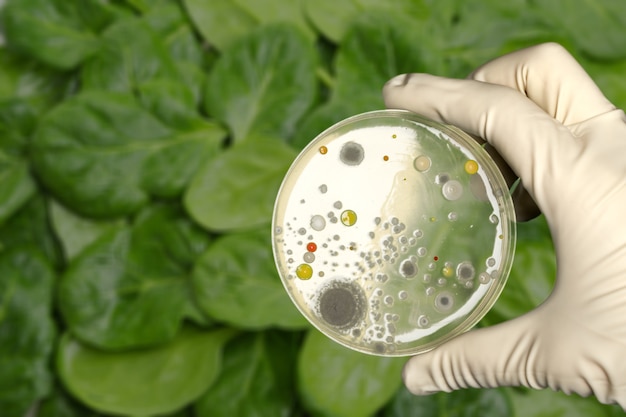 E coli culture plate with romaine lettuce showing contamination concept