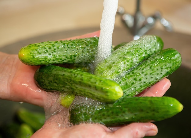 Each organic cucumber is thoroughly washed in running water before canning