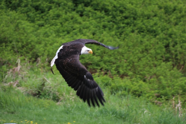 Photo eagel flying over a field