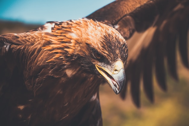 Eagle. berkut.