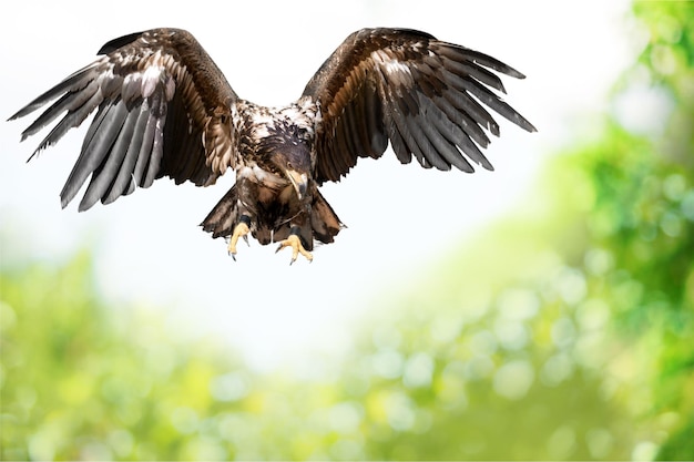 Eagle bird  isolated on  background