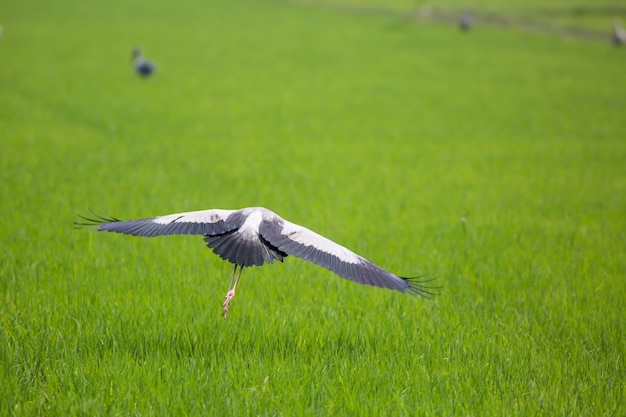 水田から離陸するワシの鳥