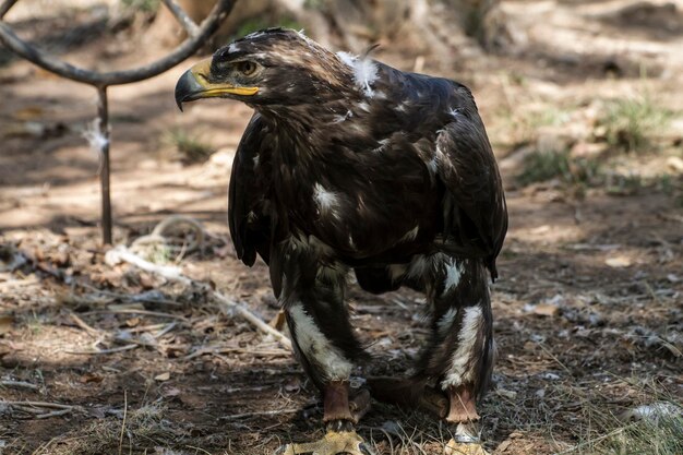 eagle brown plumage and pointed beak