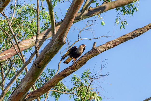 Каркара орла (Caracara plancus) птица отдыхает на ветке сухого дерева.