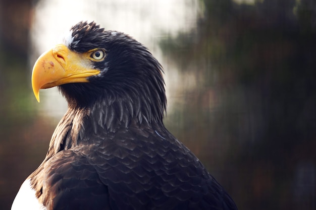 Eagle close-up portret