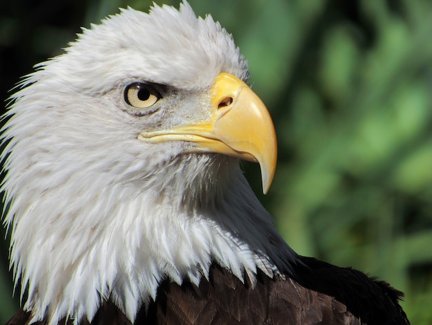 Foto faccia d'aquila