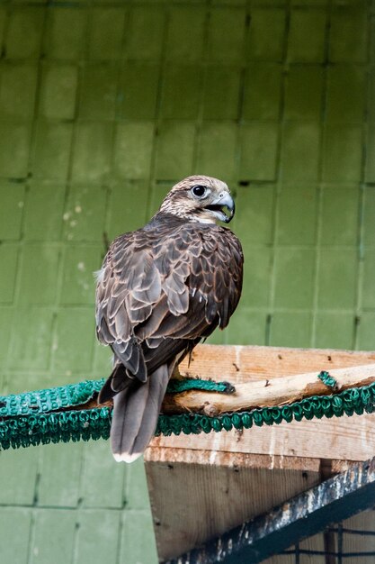 An eagle and a falcon sit on a closeup branch