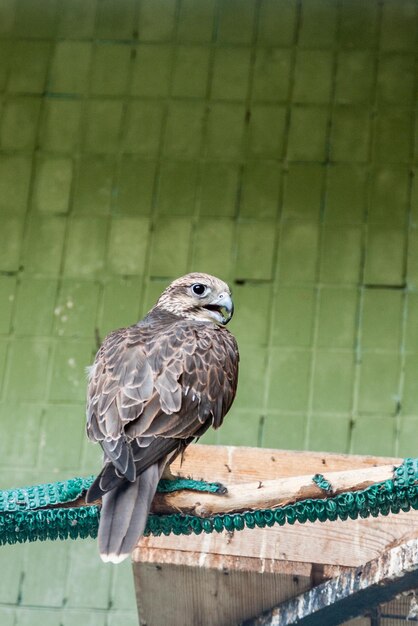 An eagle and a falcon sit on a closeup branch