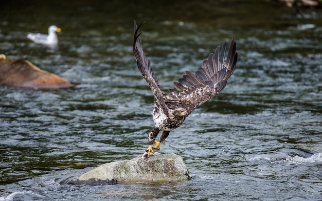 Eagle flies from stone with prey in its claws.