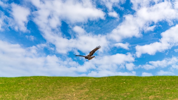 Eagle flying in the blue sky