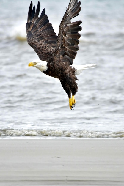 Photo eagle flying over ocean water