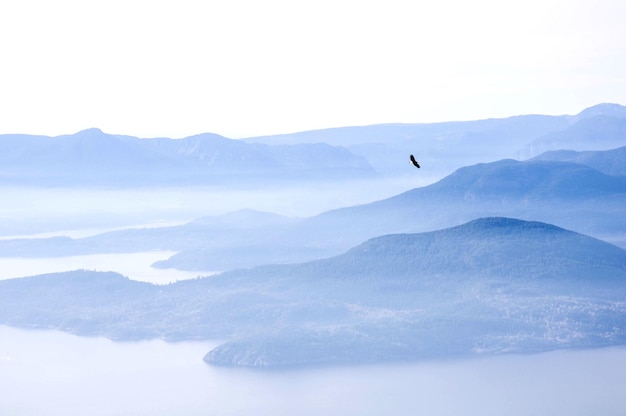 写真 霧の天候で空に向かって山を飛ぶ鷹