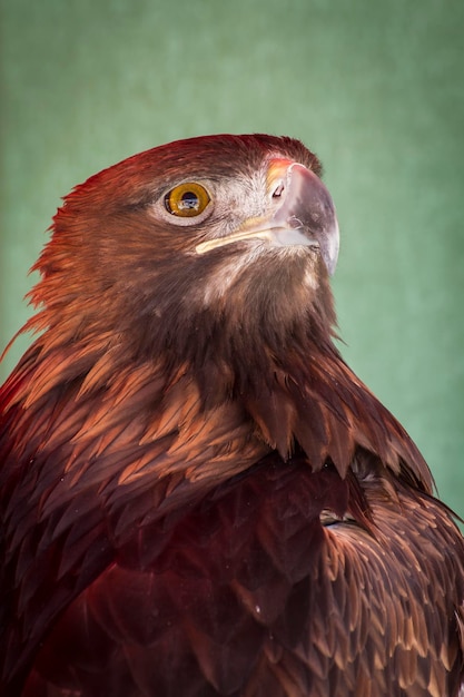 Eagle head in a medieval fair, spain