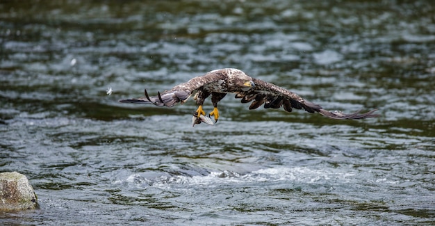 Eagle is flying with prey in its claws.