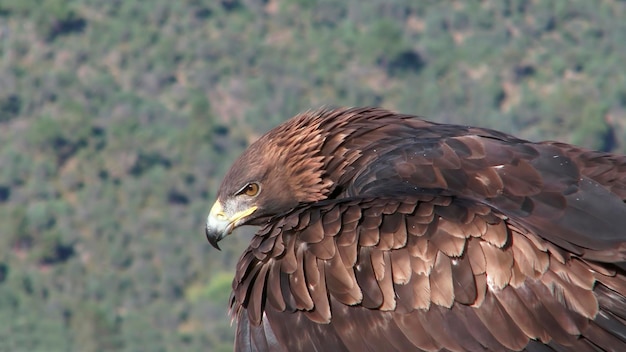 Foto aquila in cerca di preda