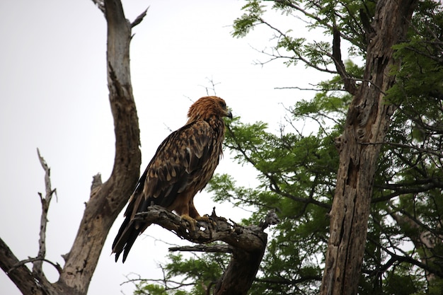 Eagle op boomtak