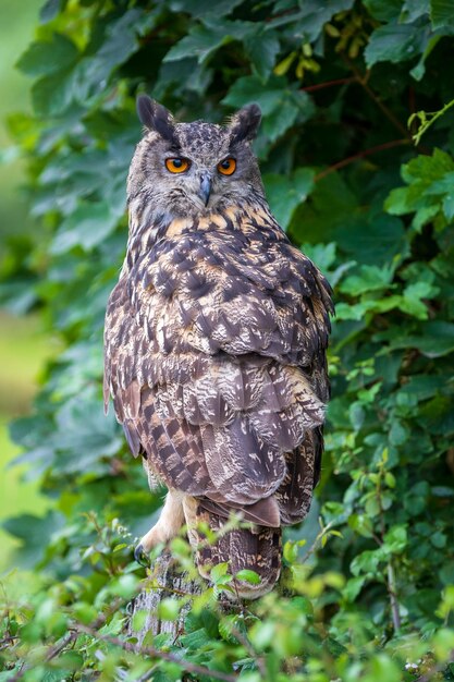 Eagle owl Bubo bubo perched closeup