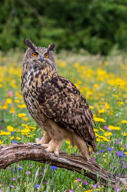 독수리 올빼미 Bubo bubo 자리 잡고