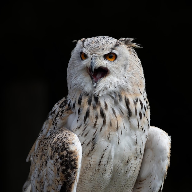 写真 止まり木から鳴くワシフクロウ