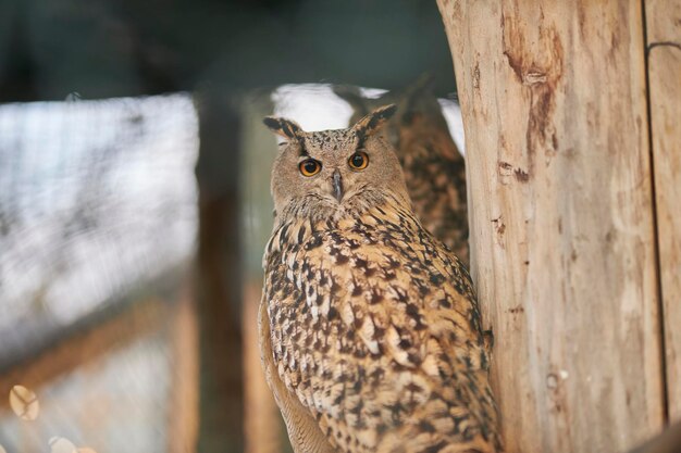 ワシミミズクのクローズアップ美しい鳥のフクロウフクロウはカメラをのぞき込む