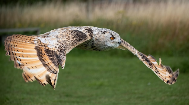 Photo eagle owl close up photo in flight