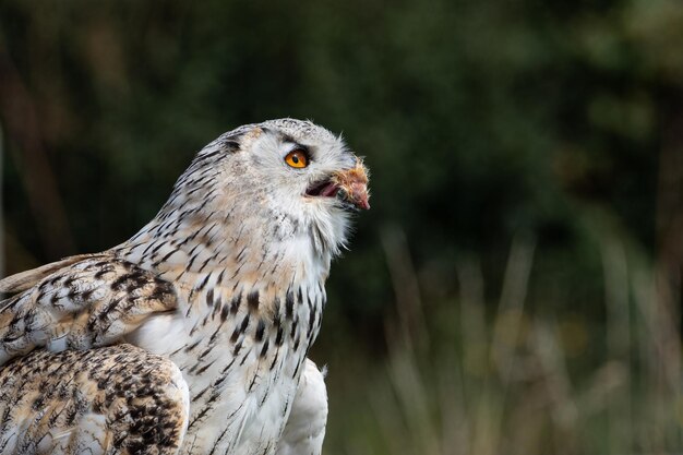 Photo eagle owl eating a small chick