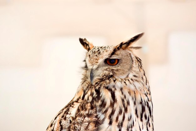 Eagle owl during a falconry show at a medieval fair