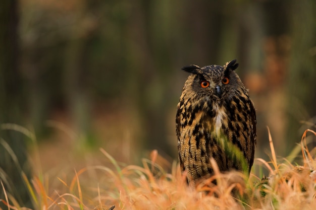 Foto eagle owl che si siede nella vecchia erba