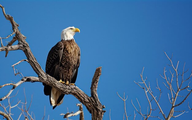 写真 明るい青い空に囲まれた孤独な枝に座っている鷹