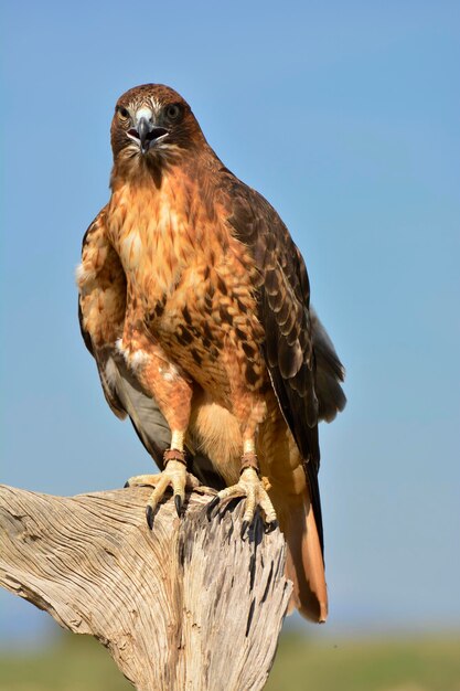 Aquila appollaiata sul legno contro un cielo limpido