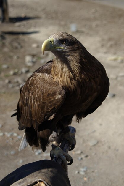 Photo eagle perching on wood