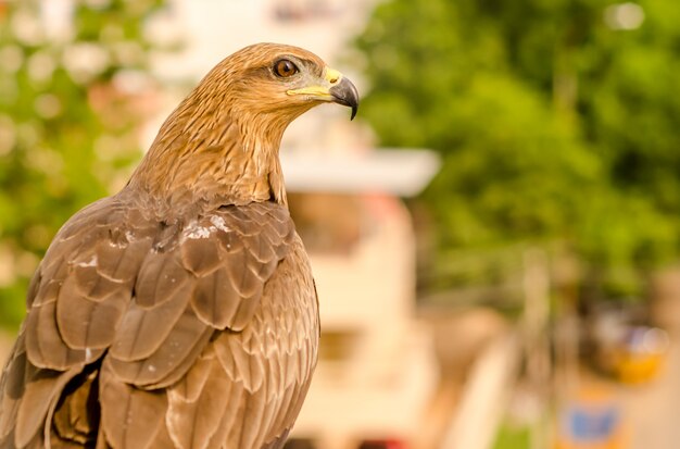 Photo eagle portrait, side view