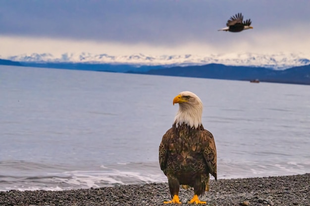 Photo an eagle sitting on the beach looking at the water with mountains in the distance