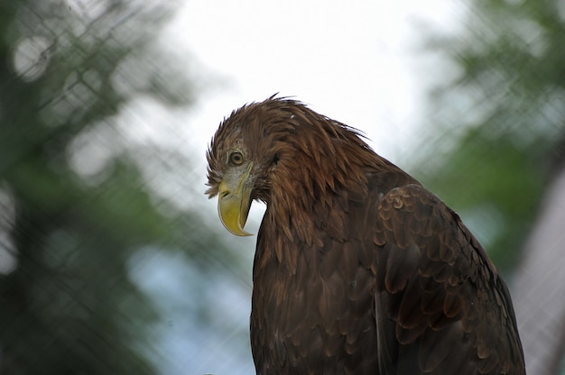 Aquila che si siede su una natura vaga