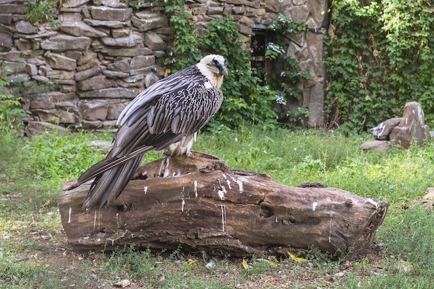 Eagle sitting on a large log in the park