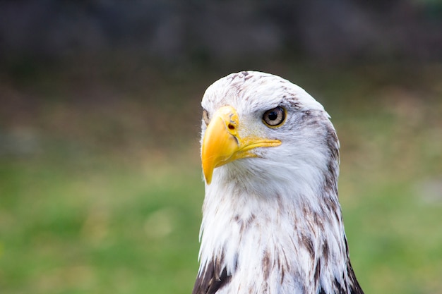 Eagle white head