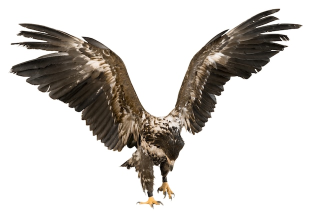 Eagle with spread wings isolated on white background