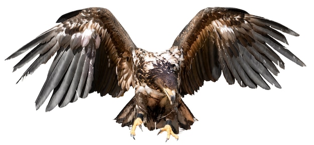 Eagle with spread wings,  isolated