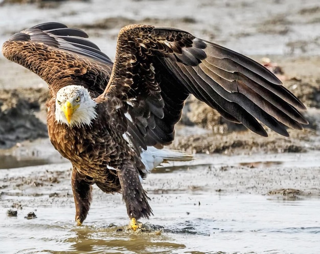 Foto aquila con le ali spalancate nel lago