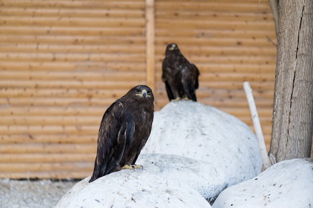 Eagles are sitting on the stones