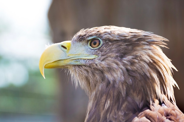 The eagles head is in profile in bright sunlight
